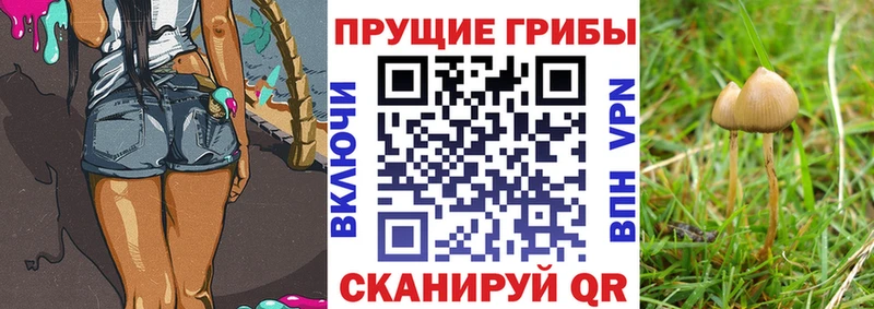 Псилоцибиновые грибы мухоморы  Купить где  Малгобек 